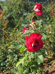 North of the island in Sao Jorge