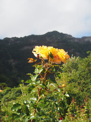North of the island in Sao Jorge