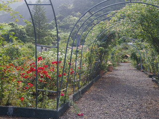 North of the island in Sao Jorge