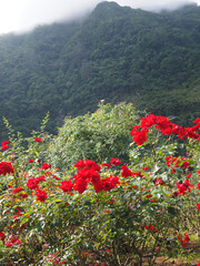 North of the island in Sao Jorge