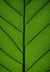 Obraz premium 葉脈の詩