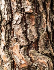 Detailed Tree Bark Texture with Rich Browns and Grays in Natural Light Vertical Format