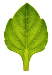 葉脈のささやき