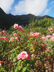 North of the island in Sao Jorge