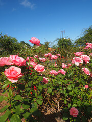 North of the island in Sao Jorge