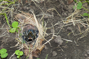 A caught moment: a large wolf spider sits in its nest of grass.
