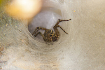 A terrifying creature from the darkness emerging from its web ambush.