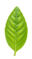 Obraz premium 葉脈の調べ