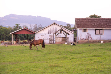 A horse in a field on an eco farm, Brazil
