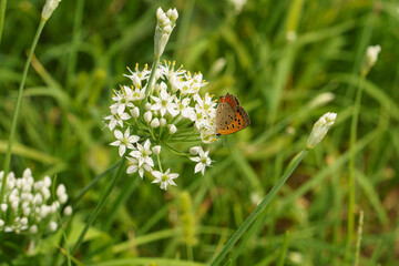 白いノビルの蜜を吸うベニシジミ