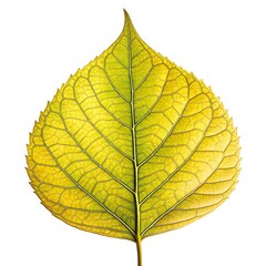 Obraz premium Golden Trumpet Tree Leaf Vibrant Green Foliage with Smooth Oval Leaflets and Radiant Tropical Elegance on White Background