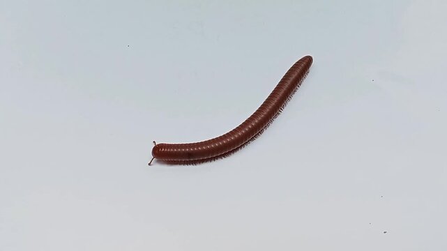 Video footage of millipede animal isolated on a white background 