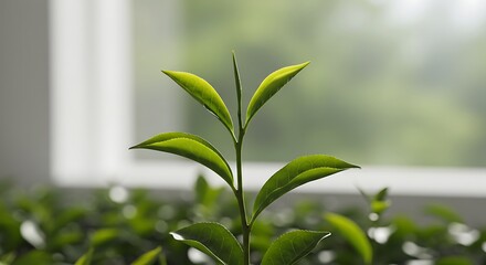 Fototapeta premium 窓辺の芽生え