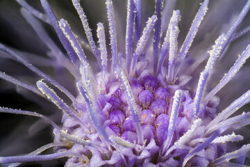 Floss flower (Ageratum houstonianumin) in full bloom in Japan