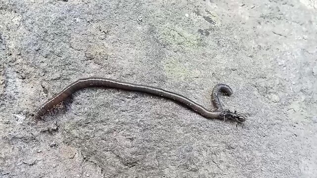 Video footage of a black ant attack a weak earthworm