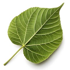 Obraz premium Pau D’Arco Tree Leaf Vibrant Green Foliage with Smooth Oval Leaflets and Classic Tropical Elegance on White Background