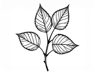 Detailed Line Art Drawing of Branch with Several Leaves on White Background