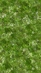 Obraz premium Lush Green Ground Cover with Floral Texture A Vibrant Botanical Pattern