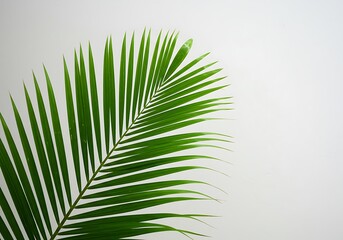 Obraz premium 静寂の緑葉