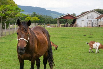 Obraz premium A horse in a field on an eco farm, Brazil
