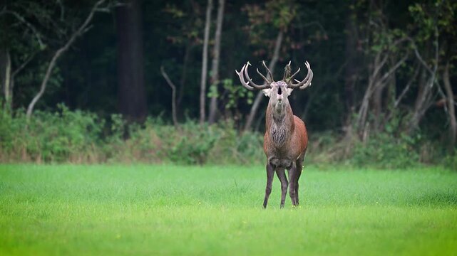 Deer male buck ( Cervus elaphus ) during rut