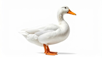 Obraz premium white duck isolated on white
