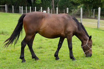 A horse in a field on an eco farm, Brazil