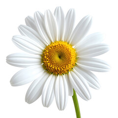 Close-up of a single white daisy.  Bright yellow center.  Petals radiating outwards.  Isolated on black