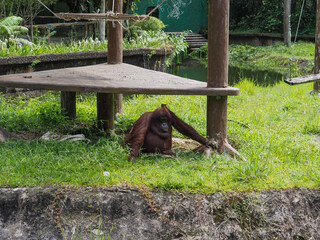 Bornean orangutan at a sanctuary in Borneo, Malaysia