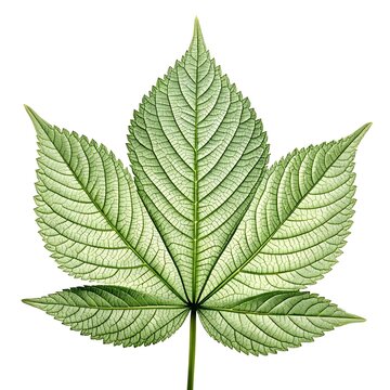 Paraserianthes Lophantha Leaf Lush Green Foliage with Fine Feathered Leaflets and Elegant Tropical Symmetry on White Background