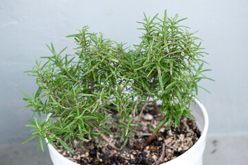 Fresh rosemary grow in a pot