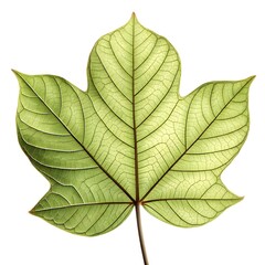 Obraz premium African Tulip Tree Leaf Vibrant Green Foliage with Bold Oval Leaflets and Striking Tropical Symmetry on White Background