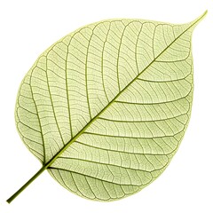 Obraz premium Cassia Fistuloides Leaf Lush Green Foliage with Smooth Oval Leaflets and Graceful Tropical Symmetry on White Background