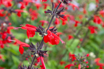 Bright red flowers. Salvia coccinea. Salvia flowers, beautiful red flowers with soft focus, flowers and green leaves for background, post, screensaver, wallpaper, postcard, banner, cover, website
