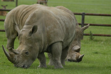 Fototapeta premium rhino in the grass