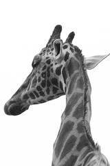Abstract detail of a giraffe's spotted coat. Black and white image ideal for design and texture concepts.