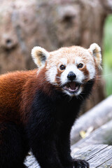 A lesser panda (Ailurus fulgens) looks towards the camera with an open mouth and a surprised look.