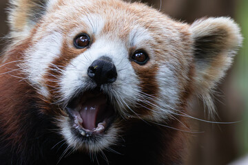 Impactful portrait of a lesser panda (Ailurus fulgens) that looks like it is singing or shouting. Pure emotion from the animal world.