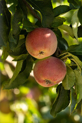 Close-up of two ripening red apples on a tree branch, illuminated by the warm glow of autumn sunlight. The vibrant colors and lush green leaves evoke the feeling of a bountiful fall harvest.