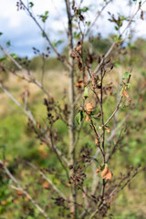 Following a hot summer with drying winds, a common alder (alnus glutinosa) has lost many of its leaves as a coping mechanism for drought stress.