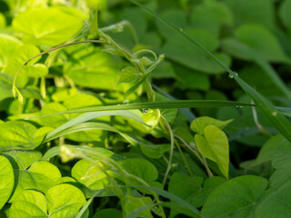 植物に付いた朝露