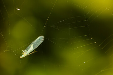 A delicate green insect, possibly a lacewing, is ensnared in a spider's intricate web, highlighting a moment of nature's predation.