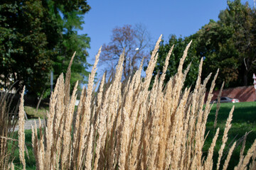 
dry flowers. grass