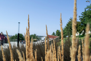 dry grass in the foreground. city view