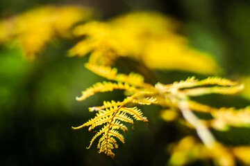 Fougères et bruyères, en automne, dans la forêt des Landes de Gascogne