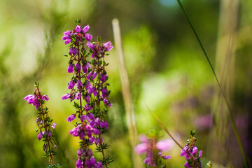 Fougères et bruyères, en automne, dans la forêt des Landes de Gascogne