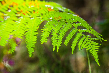 Fougères et bruyères, en automne, dans la forêt des Landes de Gascogne