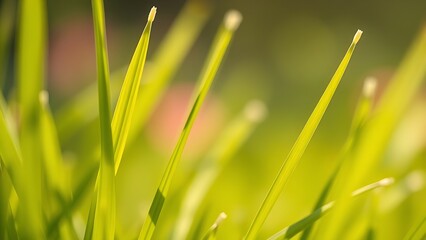 Fototapeta premium Fresh spring grass blades highlighted by sunlight with a soft, blurred effect.