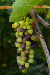 Close-up of vibrant green, yellow, and purple grapes ripening on the vine. A bountiful autumn harvest scene capturing nature's colorful bounty.