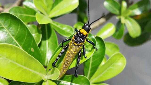High-definition video of a grasshopper in Guangxi, China, showing detailed body structure, natural movements, and habitat environment, perfect for scientific research, entomology studies, nature docum